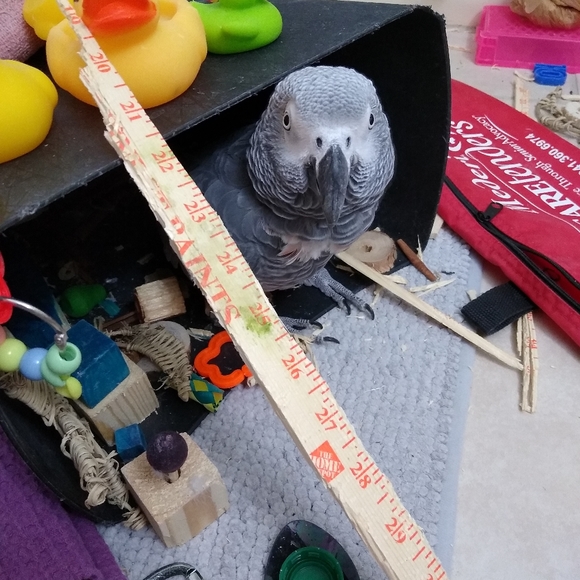 Meet your Posher, Dawn - Picture 10 of 14